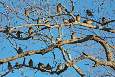 Three and twenty Cedar Waxwings