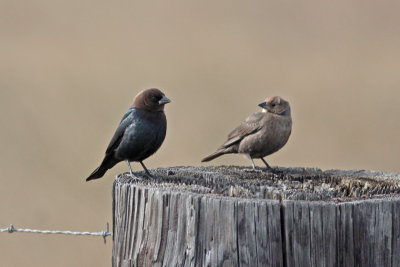 Brown-headed Cowbirds