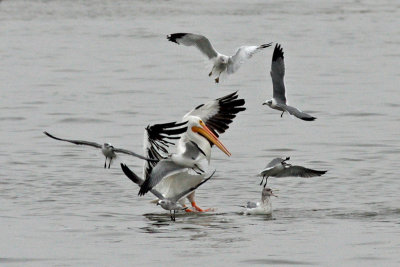American White Pelican with Gulls