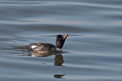 Common Goldeneye