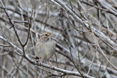 Cassin's Sparrow