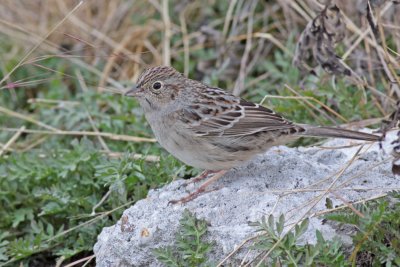 Cassin's Sparrow