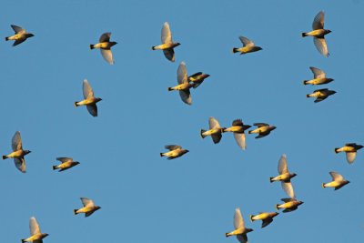 Cedar Waxwings