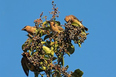 Cedar Waxwings