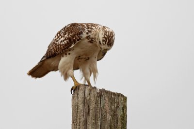 Red-tailed Hawk, Light