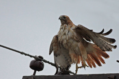 Wet Red-tailed Hawk