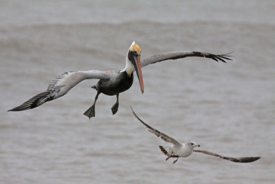 Brown Pelican and Gull