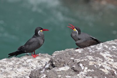 Inca Terns