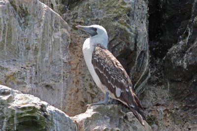 Peruvian Booby