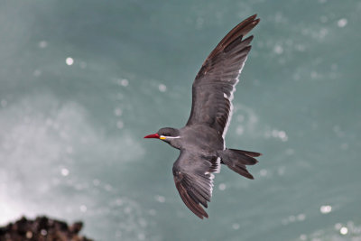 Inca Tern