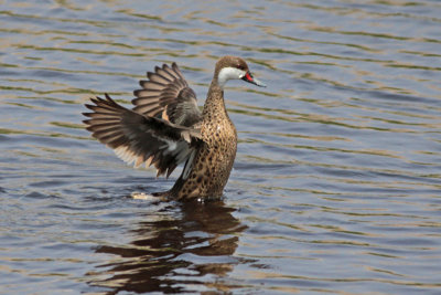 White-cheeked Pintail