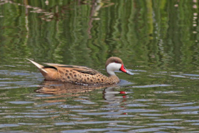 White-cheeked Pintail