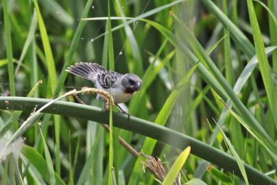 Chestnut-throated Seedeater