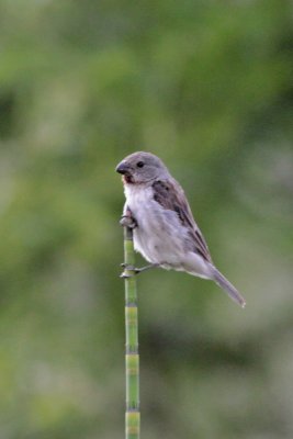 Chestnut-throated Seedeater