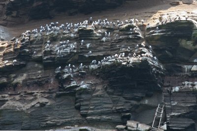 Peruvian Boobies Roosting on Cliff