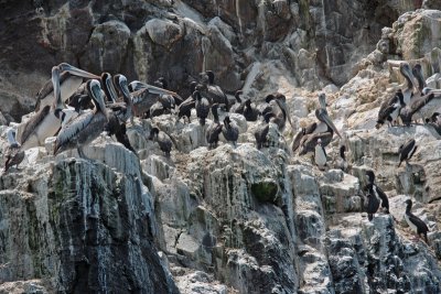 Pelicans, Cormorants and a Booby