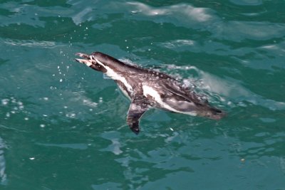 Humboldt Penguin