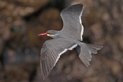 Inca Tern