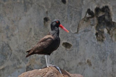 Oystercatchers