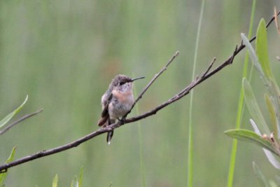 Purple-collared Woodstar