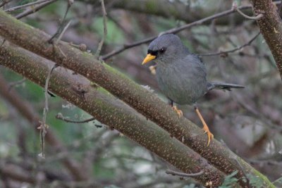 Slender-billed Finch