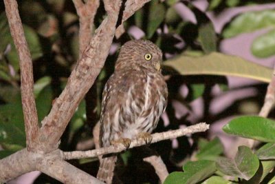 Peruvian Pygmy-Owl