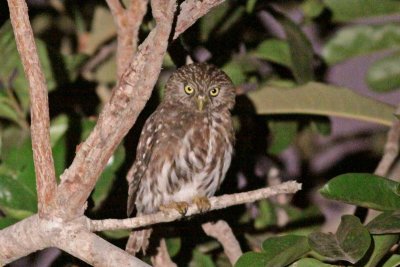 Peruvian Pygmy-Owl