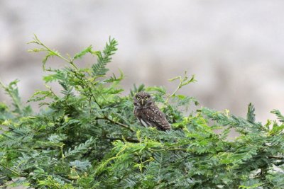 Peruvian Pygmy-Owl