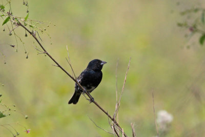 Blue-black Grassquit