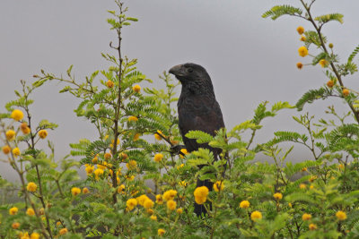 Groove-billed Ani