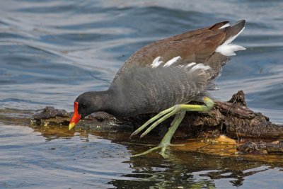 Common Gallinule