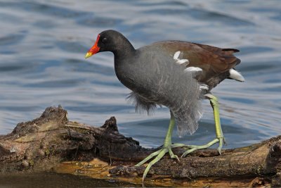 Common Gallinule