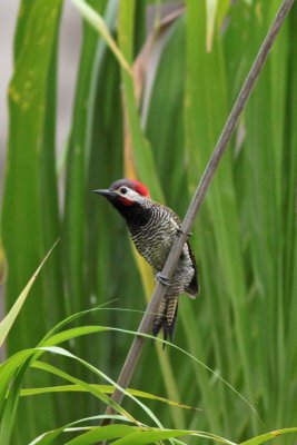 Black-necked Woodpecker