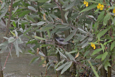 Torrent Tyrannulet