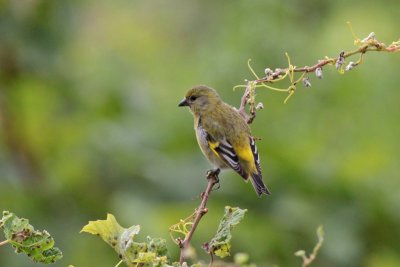 Hooded Siskin