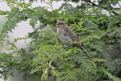 Shiny Cowbird