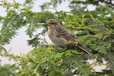 Shiny Cowbird