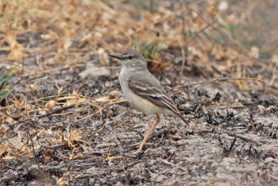 Short-tailed Field-tyrant