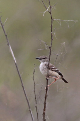 Short-tailed Field-tyrant