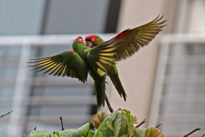 Red-masked Parakeets