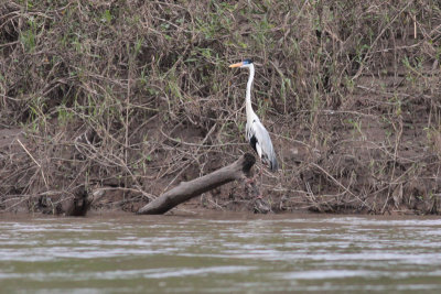 Cocoi Heron