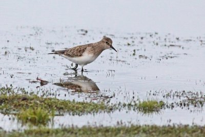 Baird's Sandpiper