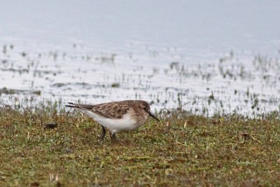 Baird's Sandpiper