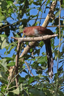 Squirrel Cuckoo