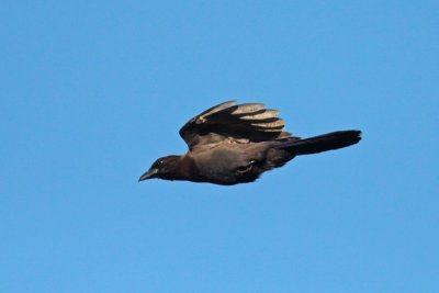 Purplish Jay