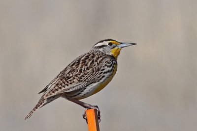 Western Meadowlark