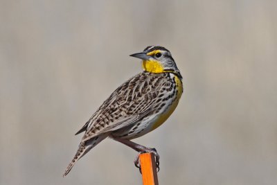 Western Meadowlark