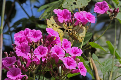 Flowers along the trail