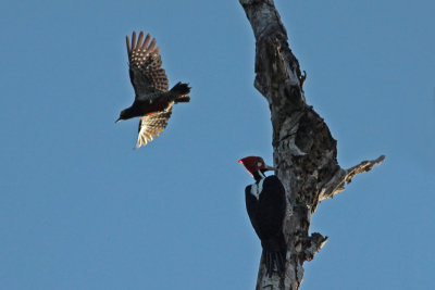 Yellow-tufted  and Crimson-crested Woodpecker