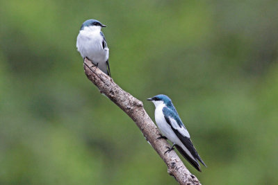 White-winged Swallows